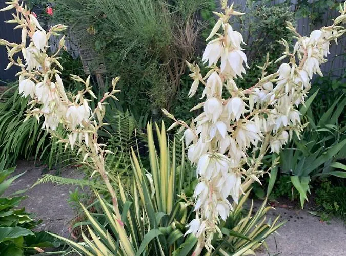 Dom's Garden 3* Livarot-Pays-d'Auge